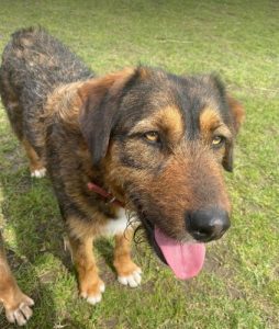 Dougie a brown and black colour Romanian rescue dog 1 | 1 Dog at a Time Rescue UK