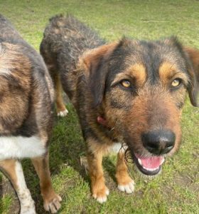 Dougie a brown and black colour Romanian rescue dog 1 | 1 Dog at a Time Rescue UK