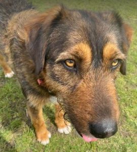 Dougie a brown and black colour Romanian rescue dog 1 | 1 Dog at a Time Rescue UK