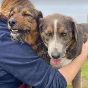 Dudley a grey and white colour Romanian rescue dog | 1 Dog at a Time Rescue UK