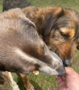 Dudley a grey and white colour Romanian rescue dog | 1 Dog at a Time Rescue UK