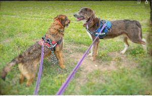 Dudley a grey and white colour Romanian rescue dog | 1 Dog at a Time Rescue UK