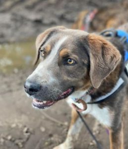 Dudley a grey and white colour Romanian rescue dog | 1 Dog at a Time Rescue UK