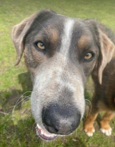 Dudley a grey and white colour Romanian rescue dog | 1 Dog at a Time Rescue UK