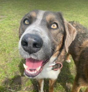 Dudley a grey and white colour Romanian rescue dog | 1 Dog at a Time Rescue UK