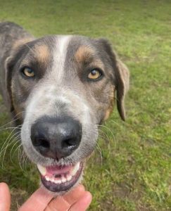 Dudley dog rescue centre sale