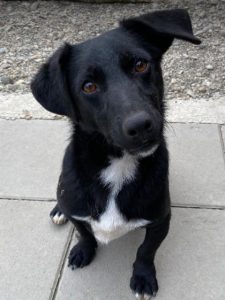 Louie a black and white Romanian rescue dog | 1 Dog at a Time Rescue UK