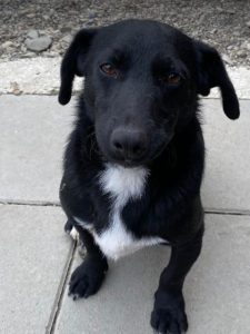 Louie a black and white Romanian rescue dog | 1 Dog at a Time Rescue UK