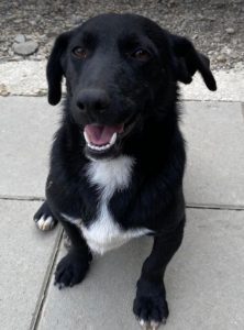 Louie a black and white Romanian rescue dog | 1 Dog at a Time Rescue UK