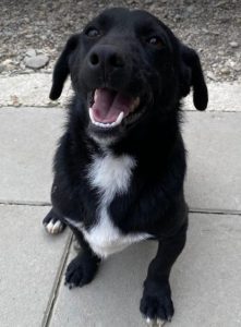 Louie a black and white Romanian rescue dog | 1 Dog at a Time Rescue UK