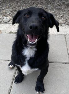 Louie a black and white Romanian rescue dog | 1 Dog at a Time Rescue UK