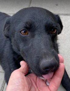 Louie a black and white Romanian rescue dog | 1 Dog at a Time Rescue UK