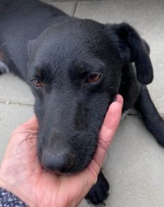 Louie a black and white Romanian rescue dog | 1 Dog at a Time Rescue UK