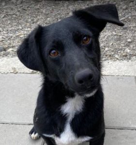 Louie a black and white Romanian rescue dog 5 _ 1 Dog at a Time Rescue UK