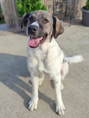 Nina a grey and white romanian rescue dog 2_1 dog at a time rescue uk Nina a grey and white romanian rescue dog | 1 dog at a time rescue uk