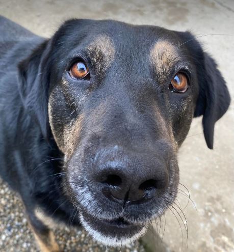 Romeo a black and tan Romanian rescue dog | 1 Dog at a Time Rescue UK