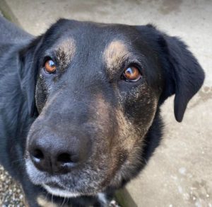 Romeo a black and tan Romanian rescue dog | 1 Dog at a Time Rescue UK