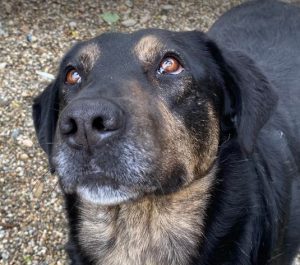 Romeo a black and tan Romanian rescue dog | 1 Dog at a Time Rescue UK