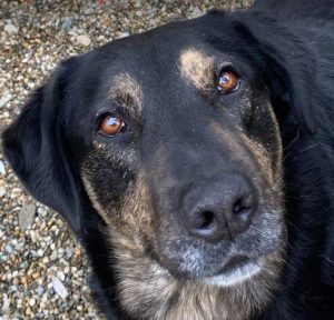 Romeo a black and tan Romanian rescue dog | 1 Dog at a Time Rescue UK