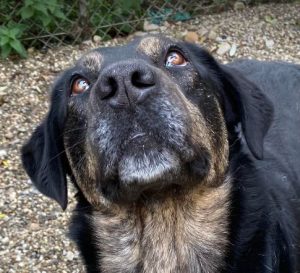 Romeo a black and tan Romanian rescue dog | 1 Dog at a Time Rescue UK