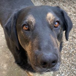 Romeo a black and tan Romanian rescue dog | 1 Dog at a Time Rescue UK