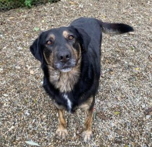 Romeo a black and tan Romanian rescue dog | 1 Dog at a Time Rescue UK