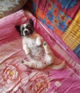 Rosie a white and faun Romanian rescue dog | 1 Dog at a Time Rescue UK