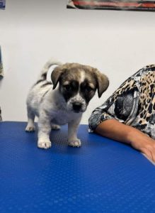 Rosie a white and faun Romanian rescue dog | 1 Dog at a Time Rescue UK