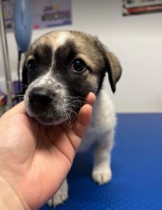 Rosie a white and faun Romanian rescue dog | 1 Dog at a Time Rescue UK