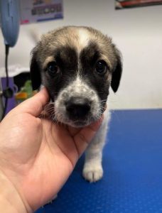 Rosie a white and faun Romanian rescue dog | 1 Dog at a Time Rescue UK