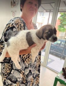 Rosie a white and faun Romanian rescue dog | 1 Dog at a Time Rescue UK