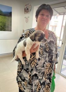 Rosie a white and faun Romanian rescue dog | 1 Dog at a Time Rescue UK