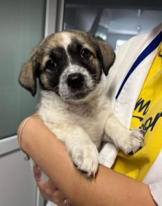 Rosie a white and faun Romanian rescue dog | 1 Dog at a Time Rescue UK