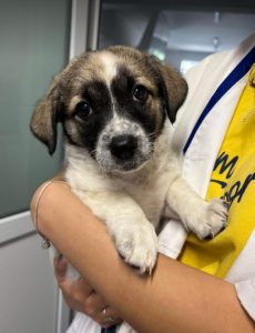 Rosie a white and faun Romanian rescue dog | 1 Dog at a Time Rescue UK