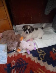 Rosie a white and faun Romanian rescue dog | 1 Dog at a Time Rescue UK