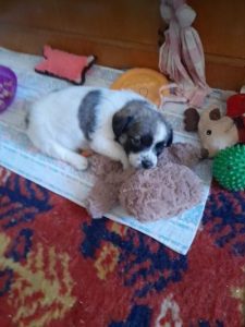 Rosie a white and faun Romanian rescue dog | 1 Dog at a Time Rescue UK