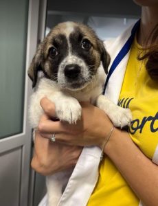 Rosie a white and faun Romanian rescue dog | 1 Dog at a Time Rescue UK