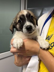 Rosie a white and faun Romanian rescue dog | 1 Dog at a Time Rescue UK