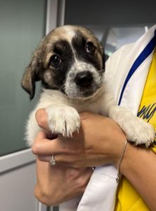 Rosie a white and faun Romanian rescue dog | 1 Dog at a Time Rescue UK