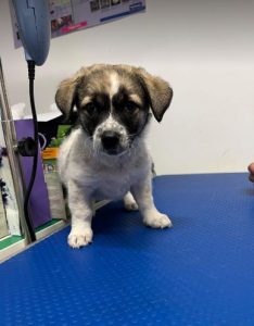 Rosie a white and faun Romanian rescue dog | 1 Dog at a Time Rescue UK