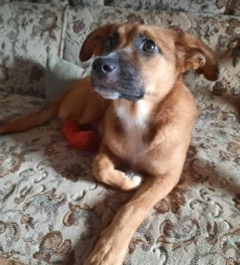 Hanna a tan romanian rescue dog | 1 dog at a time rescue uk