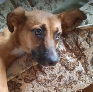 Hanna a tan romanian rescue dog | 1 dog at a time rescue uk