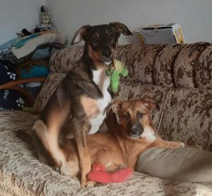 Hanna a tan romanian rescue dog | 1 dog at a time rescue uk