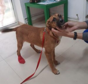 Hanna a tan romanian rescue dog | 1 dog at a time rescue uk