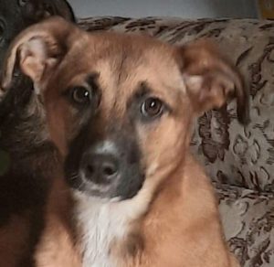 Hanna a tan romanian rescue dog | 1 dog at a time rescue uk