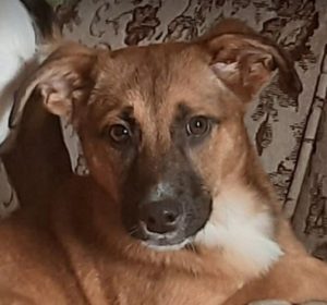 Hanna a tan romanian rescue dog | 1 dog at a time rescue uk