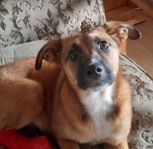 Hanna a tan romanian rescue dog | 1 dog at a time rescue uk