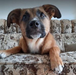 Hanna a tan romanian rescue dog | 1 dog at a time rescue uk