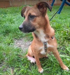 Hanna a tan romanian rescue dog | 1 dog at a time rescue uk