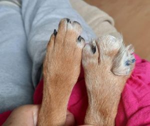 Hanna a tan romanian rescue dog | 1 dog at a time rescue uk